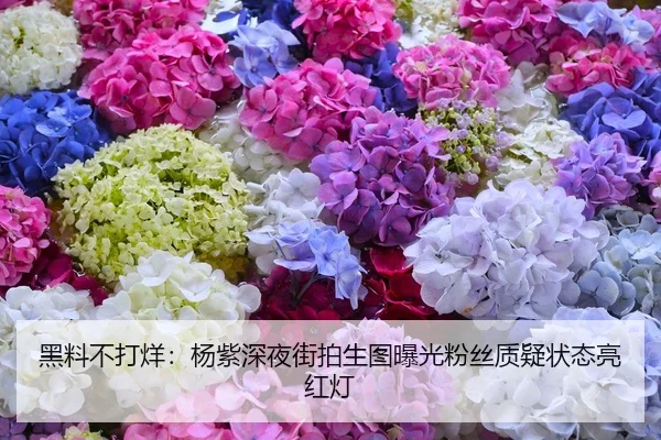 黑料不打烊：杨紫深夜街拍生图曝光粉丝质疑状态亮红灯